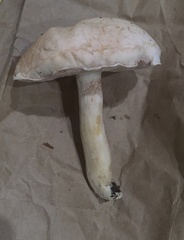 Tylopilus griseolivaceus