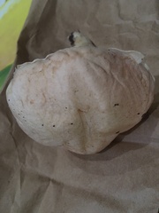 Tylopilus griseolivaceus