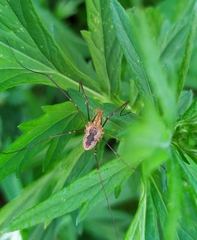 Phalangium opilio
