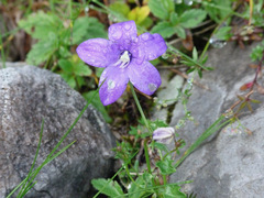Campanula arvatica
