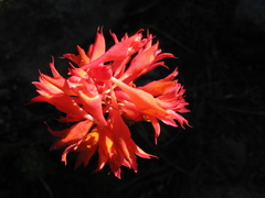 Disa ferruginea