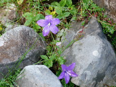 Campanula arvatica