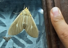 Asota producta