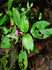 Chrysothemis melittifolia