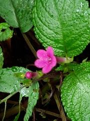Chrysothemis melittifolia