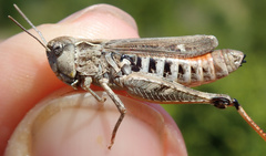 Stenobothrus festivus