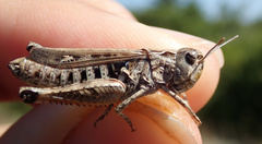 Stenobothrus festivus