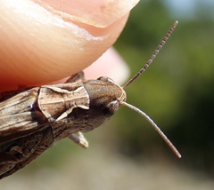 Stenobothrus festivus