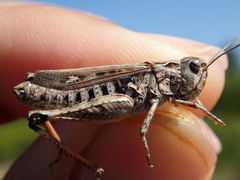 Stenobothrus festivus