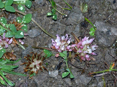 Trifolium thalii