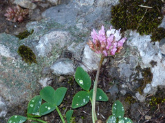 Trifolium thalii