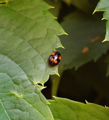 Adalia bipunctata