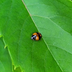 Adalia bipunctata