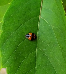 Adalia bipunctata