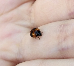 Adalia bipunctata