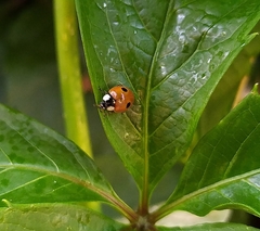 Adalia bipunctata