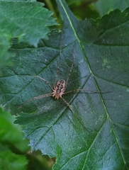 Phalangium opilio