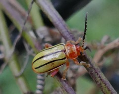 Disonycha quinquelineata
