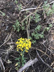 Erysimum perenne