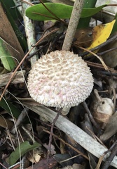 Boletellus ananas image