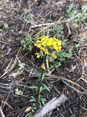 Erysimum perenne