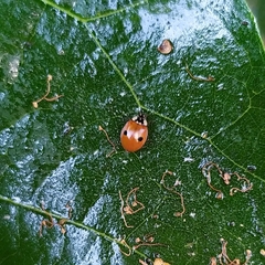 Adalia bipunctata