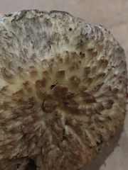 Boletellus ananas image