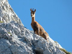 Rupicapra pyrenaica parva