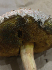 Boletellus ananas image