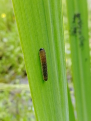 Rhadinoceraea micans