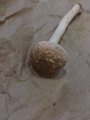 Boletellus ananas image