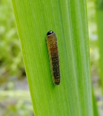 Rhadinoceraea micans