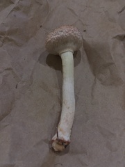 Boletellus ananas image