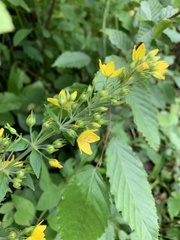 Lysimachia verticillaris