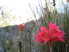 Disa ferruginea