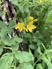 Lysimachia verticillaris