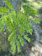 Gleditsia