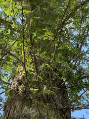 Gleditsia