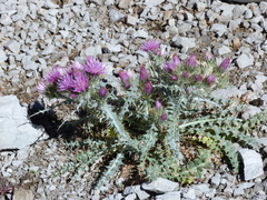 Carduus carlinoides