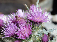Carduus carlinoides