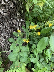Lysimachia verticillaris