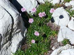 Armeria cantabrica