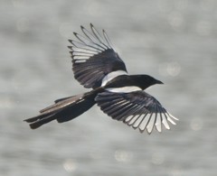 Oriental Magpie photo 4