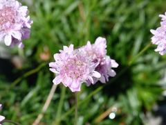 Armeria cantabrica