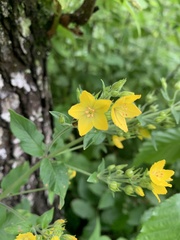 Lysimachia verticillaris