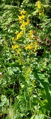 Solidago virgaurea