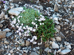 Gypsophila repens