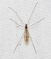 Teucholabis complexa