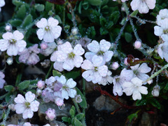 Gypsophila repens