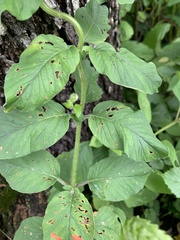 Lysimachia verticillaris
